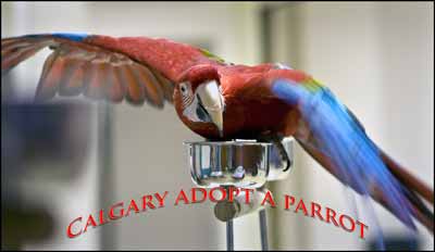 Finding homes for parrots title