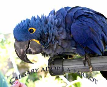 Finding homes for parrots title=